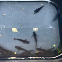 めだか（黒閃）の画像