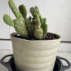 サボテン
の画像