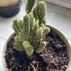 サボテン
の画像