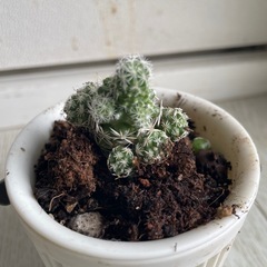 サボテンの画像