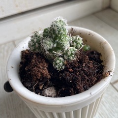 サボテンの画像