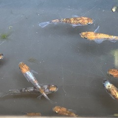 受け渡し待ち中　
めだか（三色ラメ体外光）の画像
