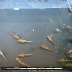 受け渡し待ち中　
めだか（三色ラメ体外光）の画像