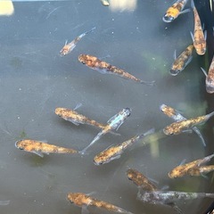 受け渡し待ち中　
めだか（三色ラメ体外光）の画像