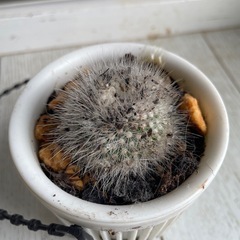 サボテン
の画像