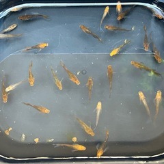 受け渡し待ち中　
めだか（竜章鳳姿）の画像