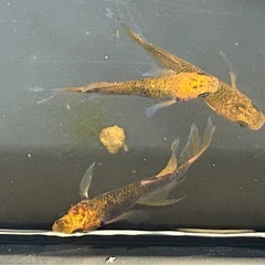 受け渡し待ち中　
めだか（竜章鳳姿）の画像