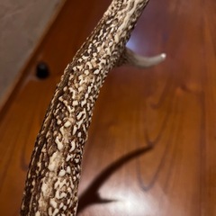 鹿の角　ランタンハンガー　クリア塗装済みの画像