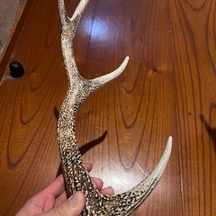 鹿の角　ランタンハンガー　クリア塗装済みの画像