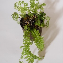 ネフロピレシス・ブルーベルの画像