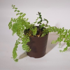 ネフロピレシス・ブルーベルの画像