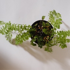 ネフロピレシス・ブルーベルの画像