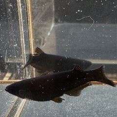 メダカ GOD 2ペアの画像