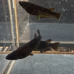 メダカ GOD 2ペアの画像