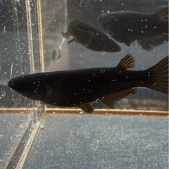 メダカ GOD 2ペアの画像