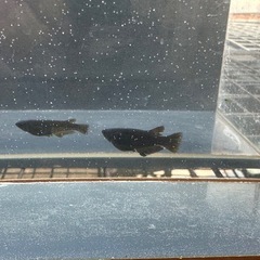 メダカ GOD 2ペアの画像