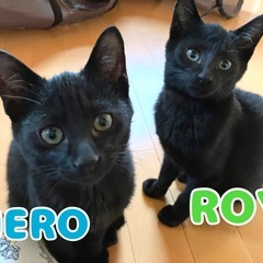 3ヶ月の真っ黒の仲良し兄弟猫🐈‍⬛🌙
