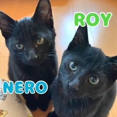 3ヶ月くらいの真っ黒の兄弟猫🐈‍⬛🌙