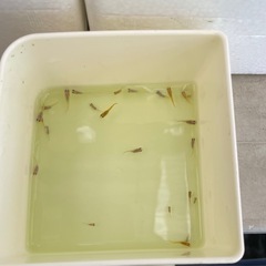 決まりました🔴紅白ラメ 針子～稚魚～若魚20匹  紅白ラメから出た淡いピンク色🎀～オレンジ色のラメの入った可愛いめだか の画像