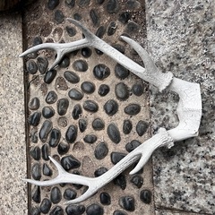 鹿の角の画像
