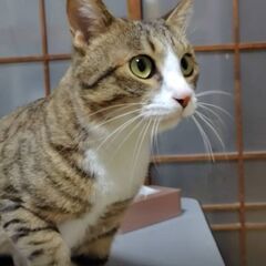 推定２歳のキジ白君の里親さん募集