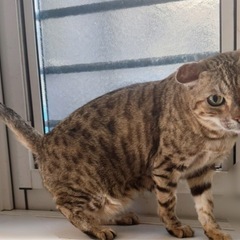 里親募集　人懐っこい猫　あむちゃん