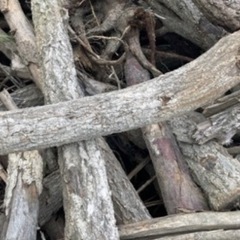 薪　原木　の画像