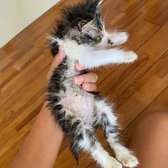 里親急募集!引き取ってください💦里親決まりました！