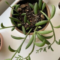 多肉ネックレス＿2の画像