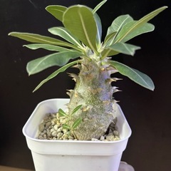 パキポディウム　デンシカウレ　恵比寿大黒の画像