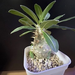 パキポディウム　デンシカウレ　恵比寿大黒の画像