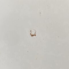 ニトリ 折りたたみUVテーブル ラスター 9060WH★S3364Aの画像