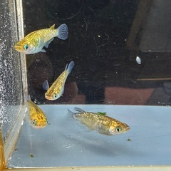 メダカ 夜桜ゴールド 2ペアの画像