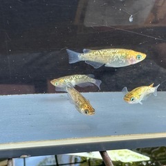 メダカ 夜桜ゴールド 2ペアの画像