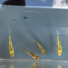 メダカ 夜桜ゴールド 2ペアの画像