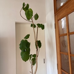 ウンベラータ　観葉植物　　の画像