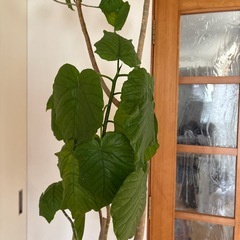 ウンベラータ　観葉植物　　の画像