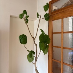 ウンベラータ　観葉植物　　の画像