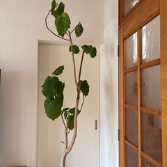 ウンベラータ　観葉植物　　の画像