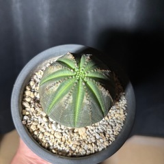 ユーフォルビア　 オベサ各種
の画像