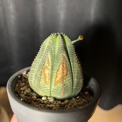 ユーフォルビア　 オベサ各種
の画像