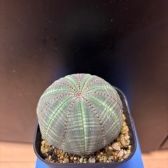 ユーフォルビア　 オベサ各種
の画像