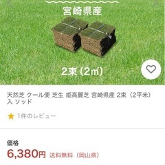 姫高麗芝　５束　芝生の画像