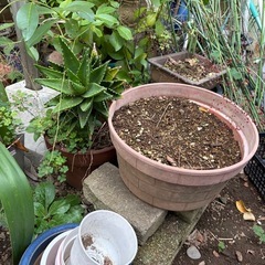 【無料】植木鉢大量の画像