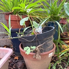 【無料】植木鉢大量の画像