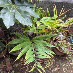【無料】植木鉢大量の画像