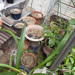 【無料】植木鉢大量の画像