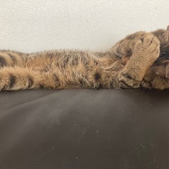 2歳男の子 里親募集してます