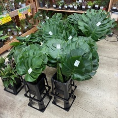 モンステラ切葉の画像