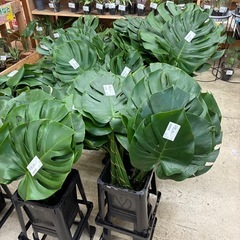 モンステラ切葉の画像